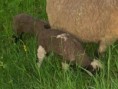 /album/beeeee/snimek-066-jpg/